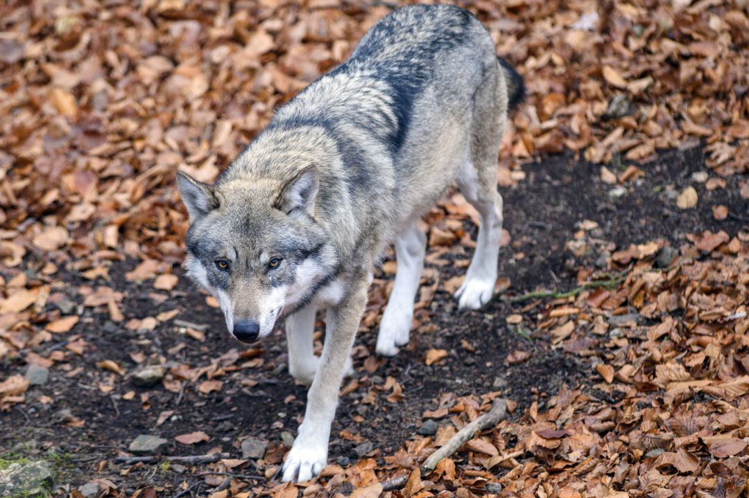 La presencia del lobo en Euskadi es puntual