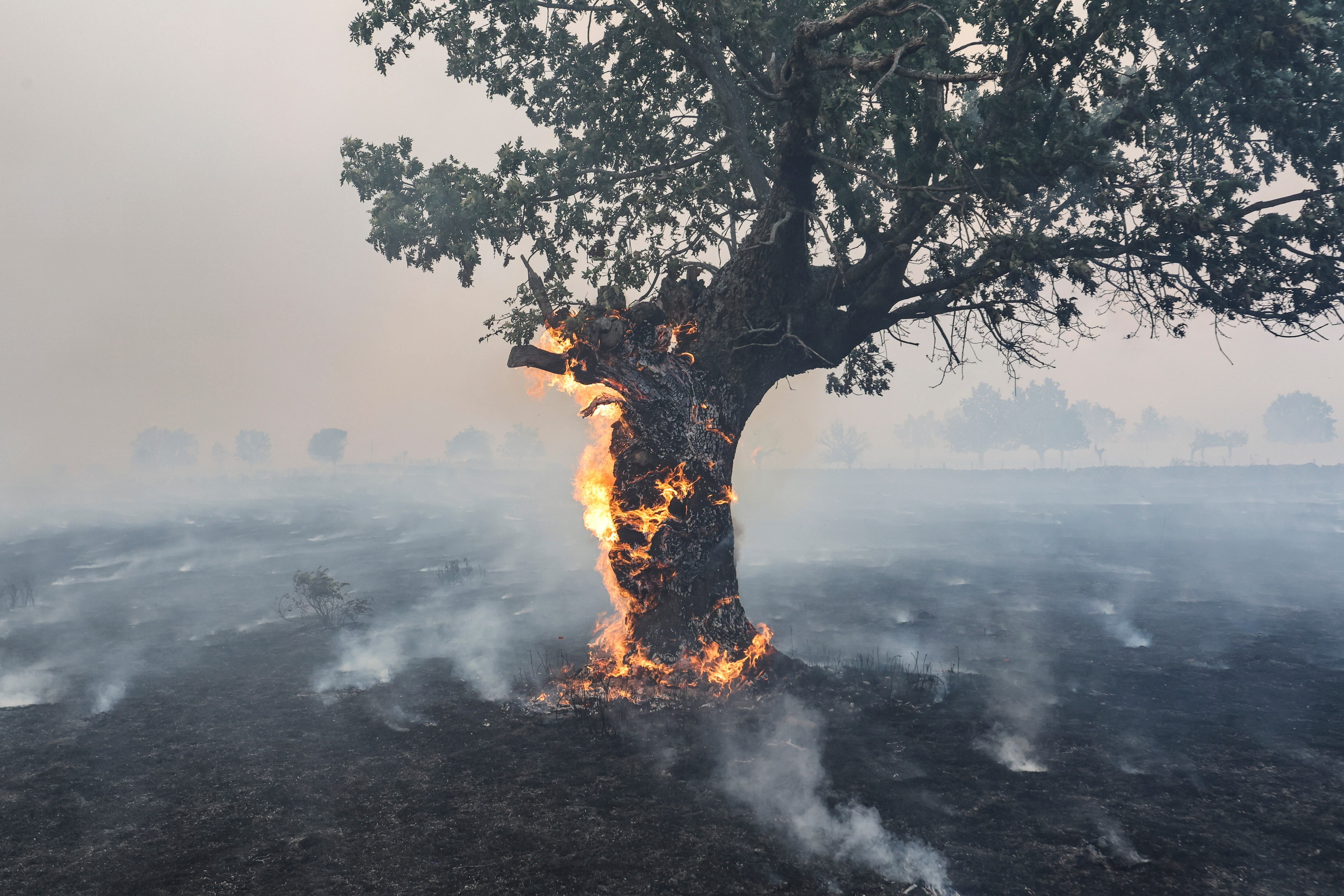 CIPÉREZ (SALAMANCA), 15/08/2025.- Un árbol arde en el incendio forestal este viernes, en las proximidades de Cipérez (Salamanca). EFE/JM GARCIA