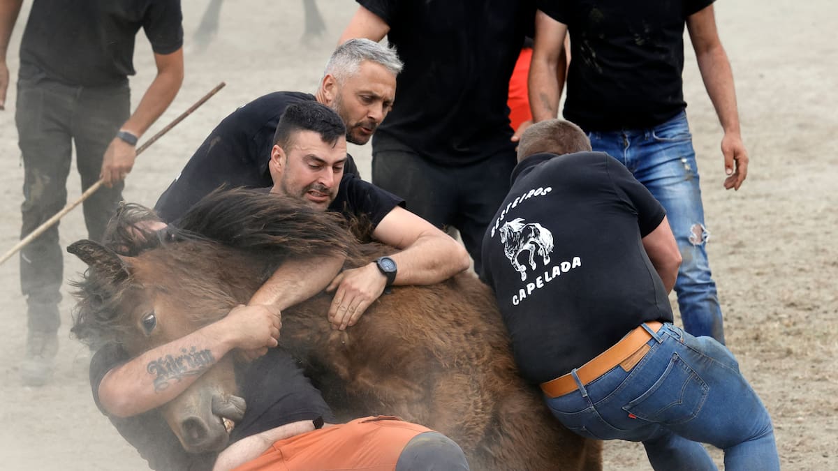 Hombres ante caballos: la Rapa das Bestas se rejuvenece en A Capelada