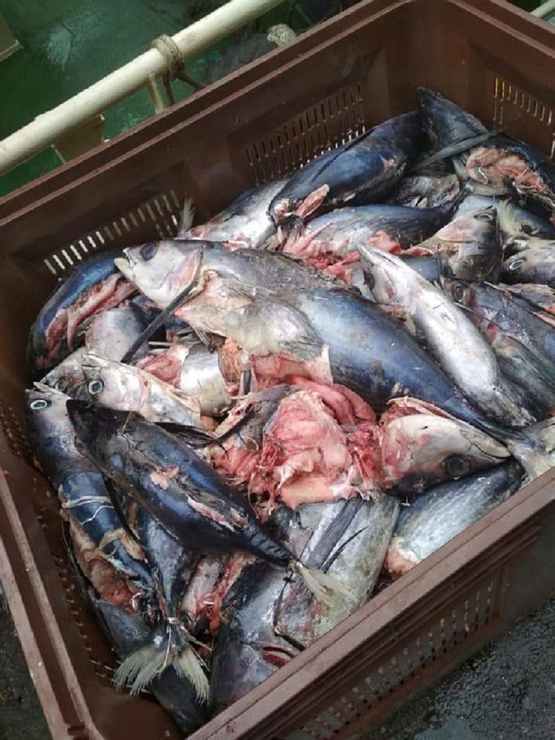 Imagen enviada por un arrantzale de un barco de bajura de Hondarribia