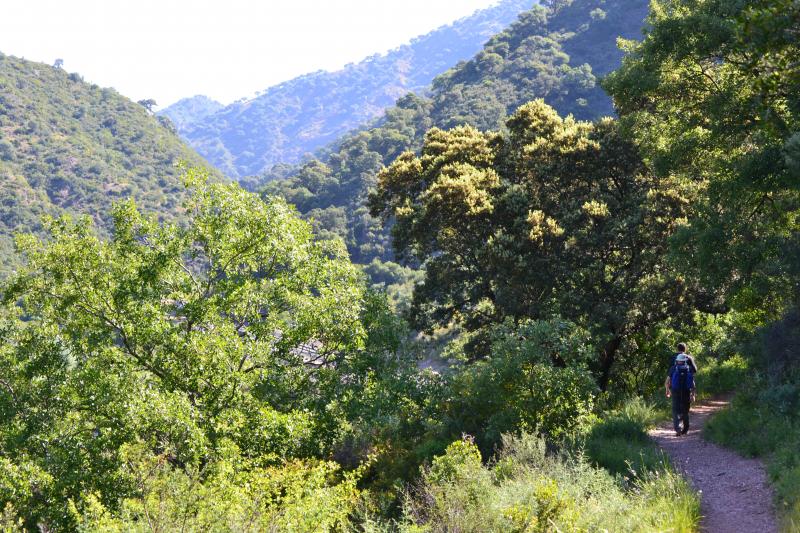 La ruta permite adentrarse en los pinsapares de la sierra de las Nieves