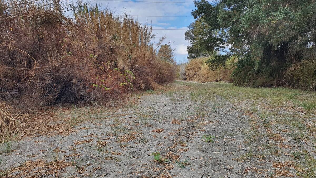 Verdemar denuncia que el cauce del río Guadiaro está seco