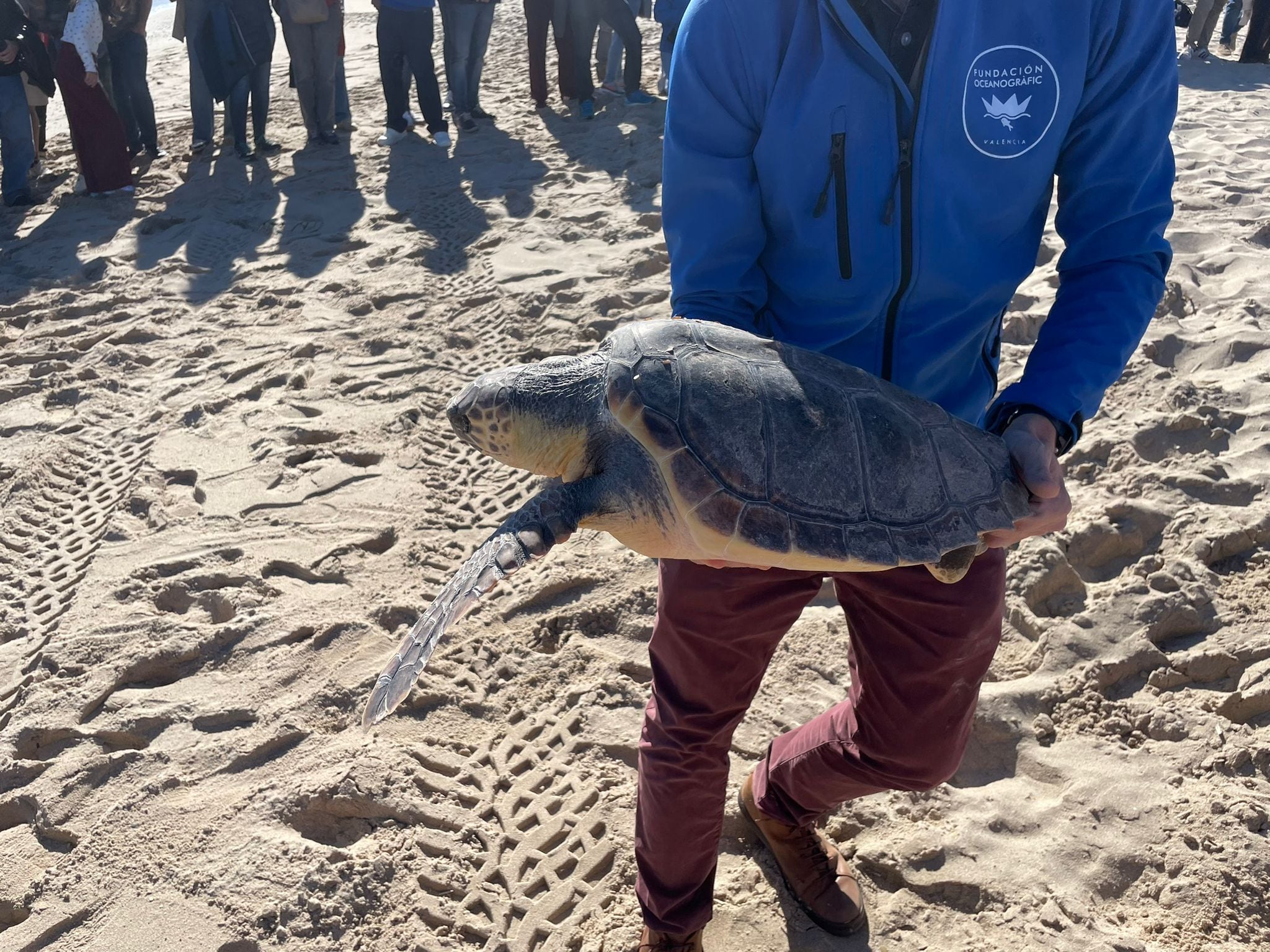 Artistas y locutores de LOS40 liberan tortugas marinas junto al Oceanogràfic en una jornada por el medio ambiente