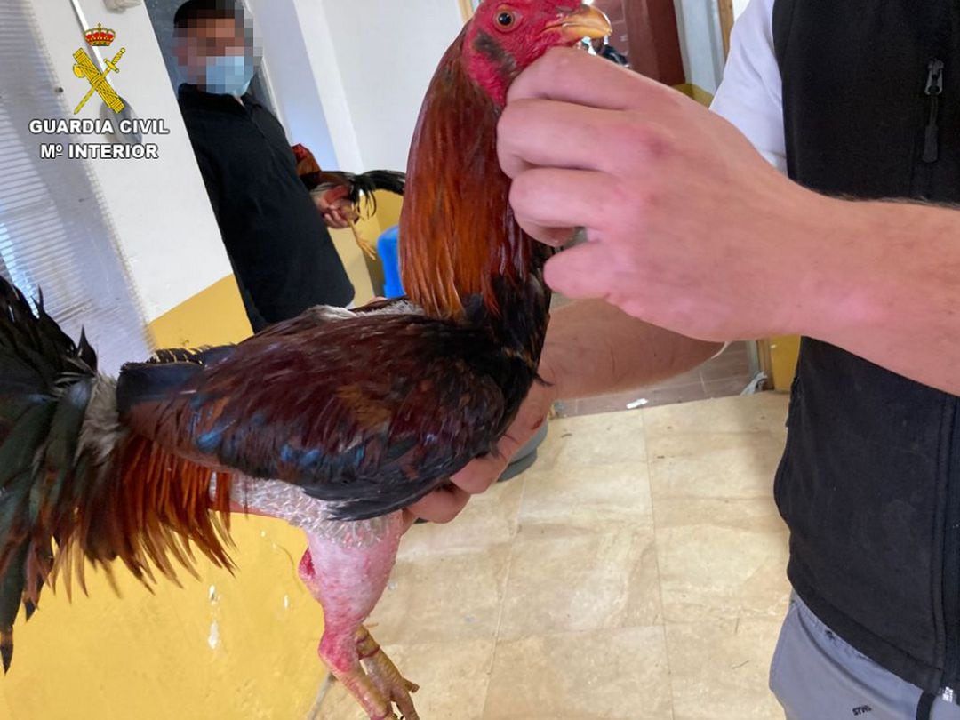 Uno de los gallos rescatados por la Guardia Civil de Oliva 