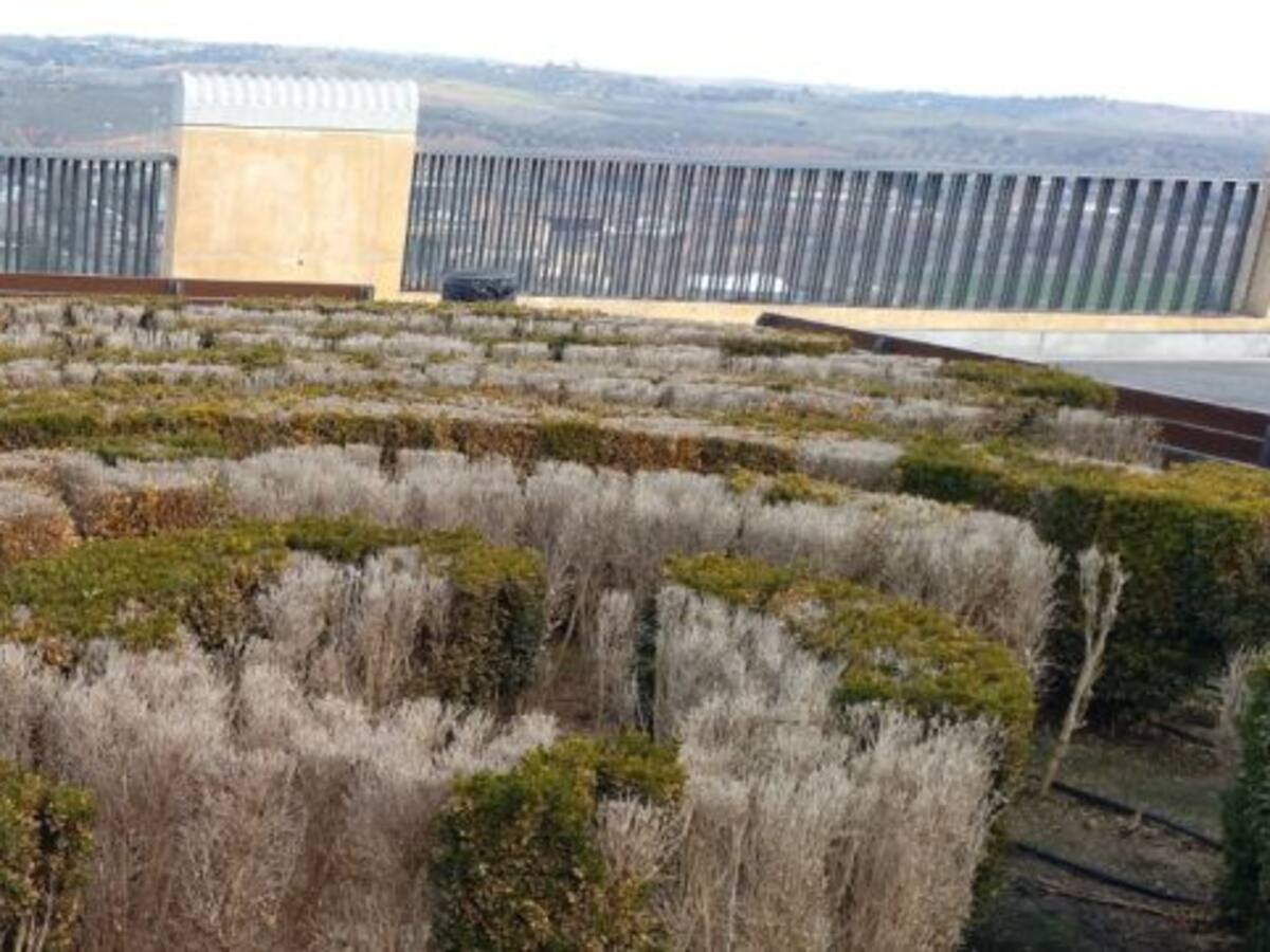 El jardín de boj de la plaza de El Miradero se seca