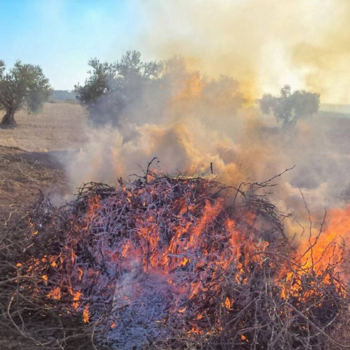 El gobierno regional autoriza las quemas de restos de poda por motivos fitosanitarios