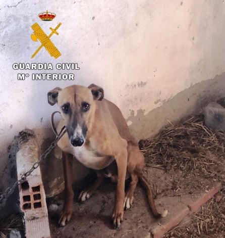 El único perro que estaba vivo no tenía agua ni comida y estaba encadenado