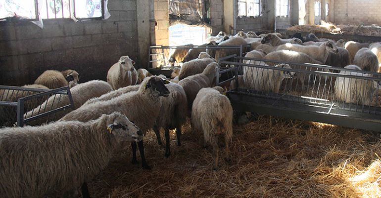 Explotación ganadera en la sierra norte de Madrid