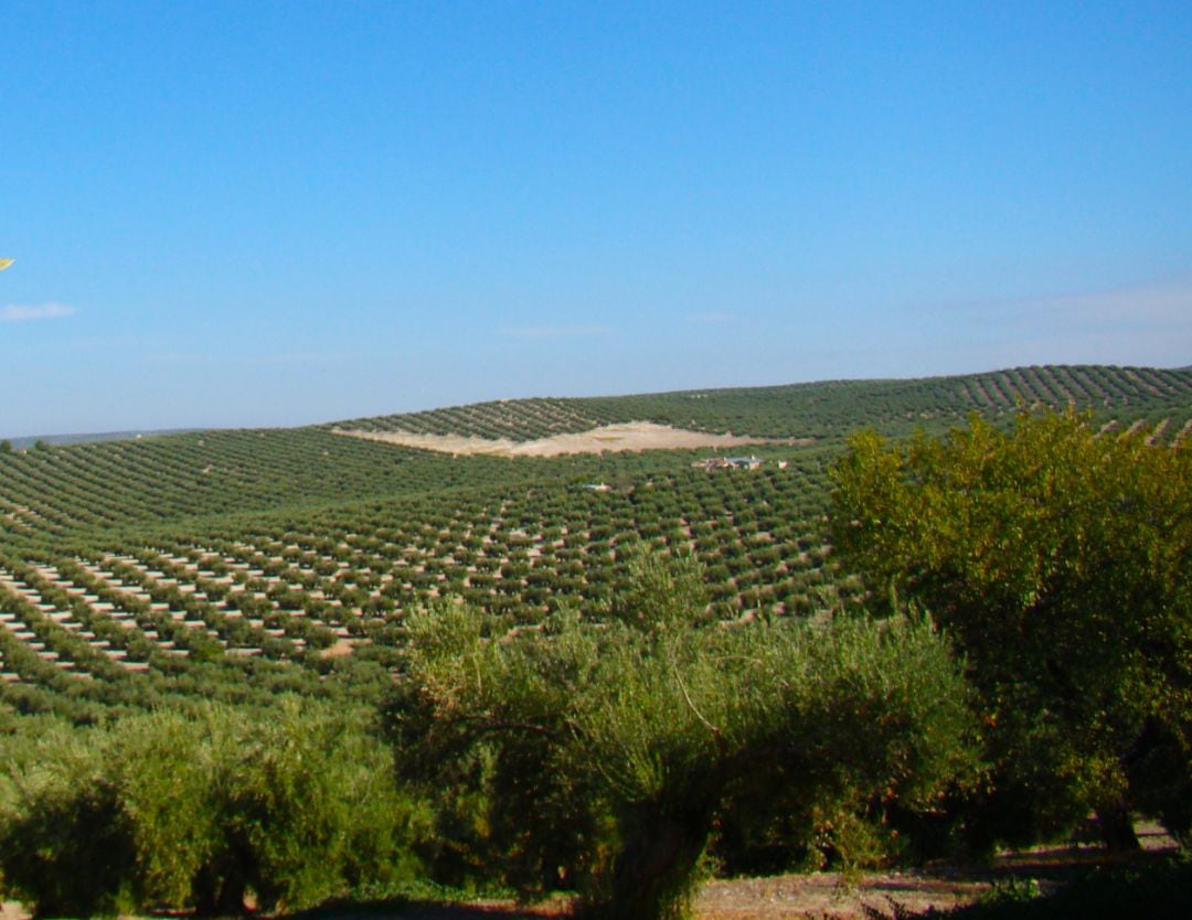 Olivar de Jaén