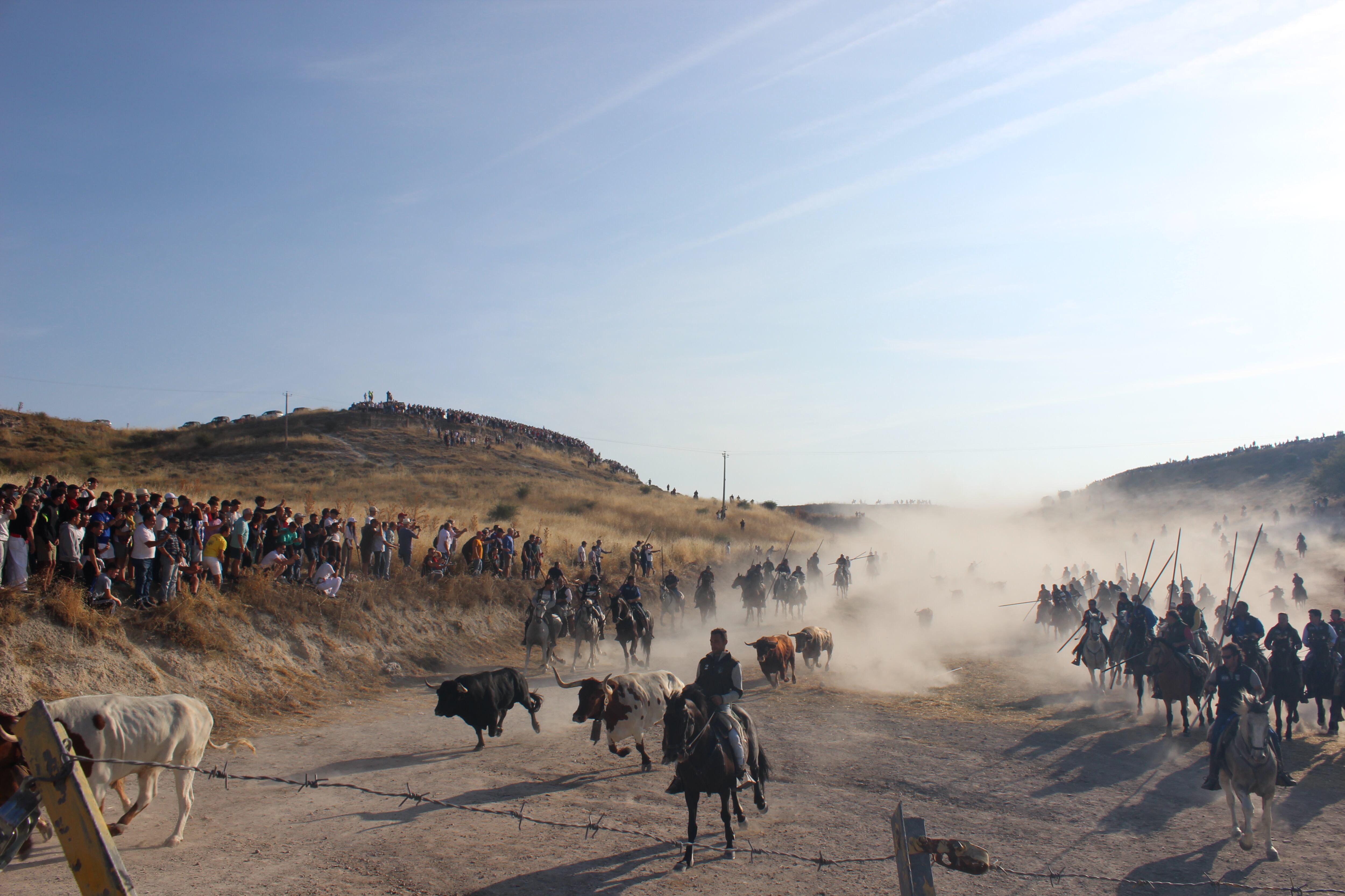 Los toros de Nuñez del Cuvillo entran a las calles de Cuéllar