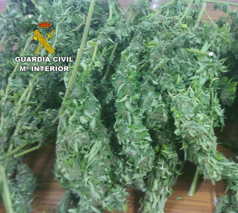 Parte de la marihuana intervenida