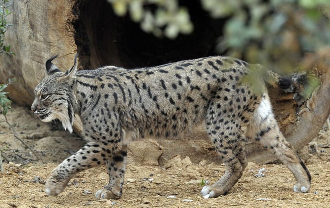 El Zoobotánico de Jerez expone dos ejemplares de lince ibérico pertenecientes al programa de cría en cautividad promovido por las administraciones públicas, con lo que se ha convertido en el primero del mundo que muestra a sus visitantes este tipo de animales