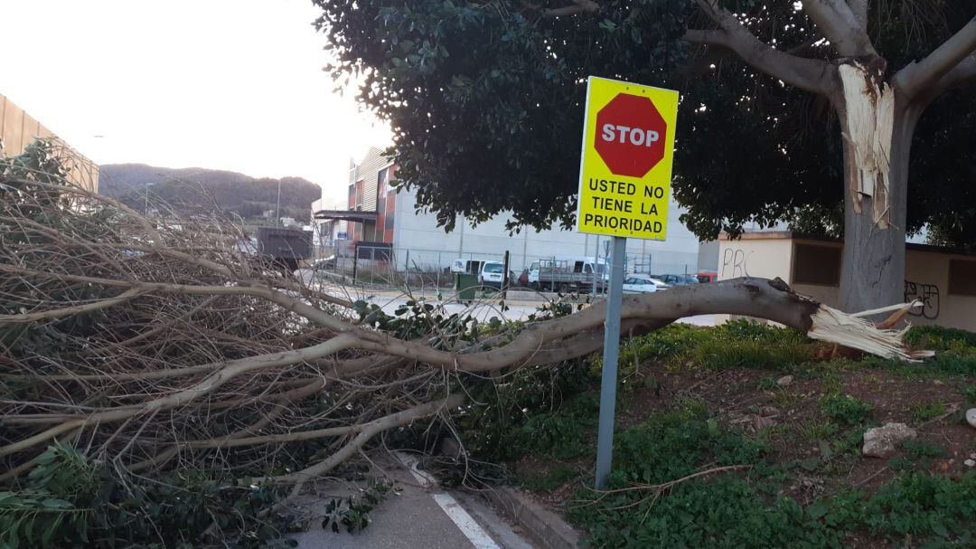 Rama caída en Villalonga por el viento