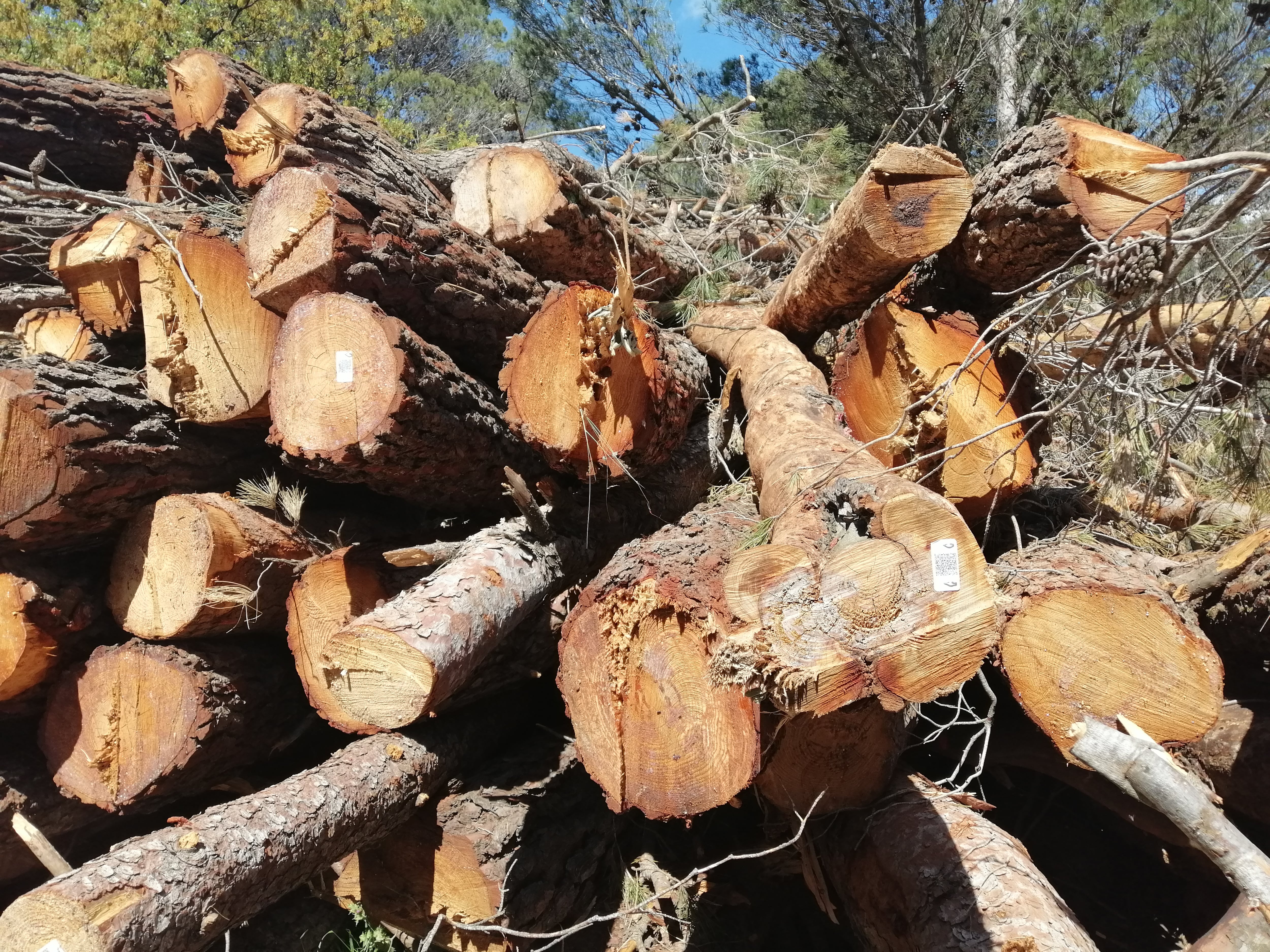 Extracción de madera