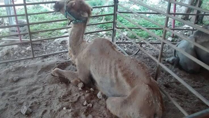 Los animales en los circos, a debate