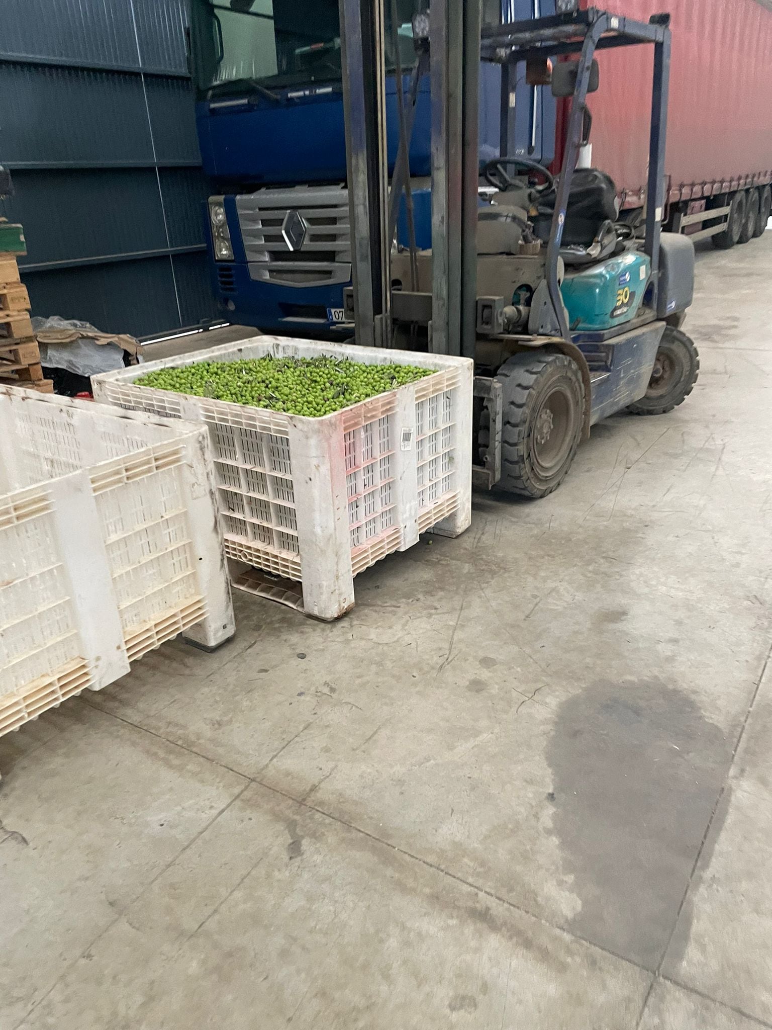Incautación de aceitunas en Tierra de Barros