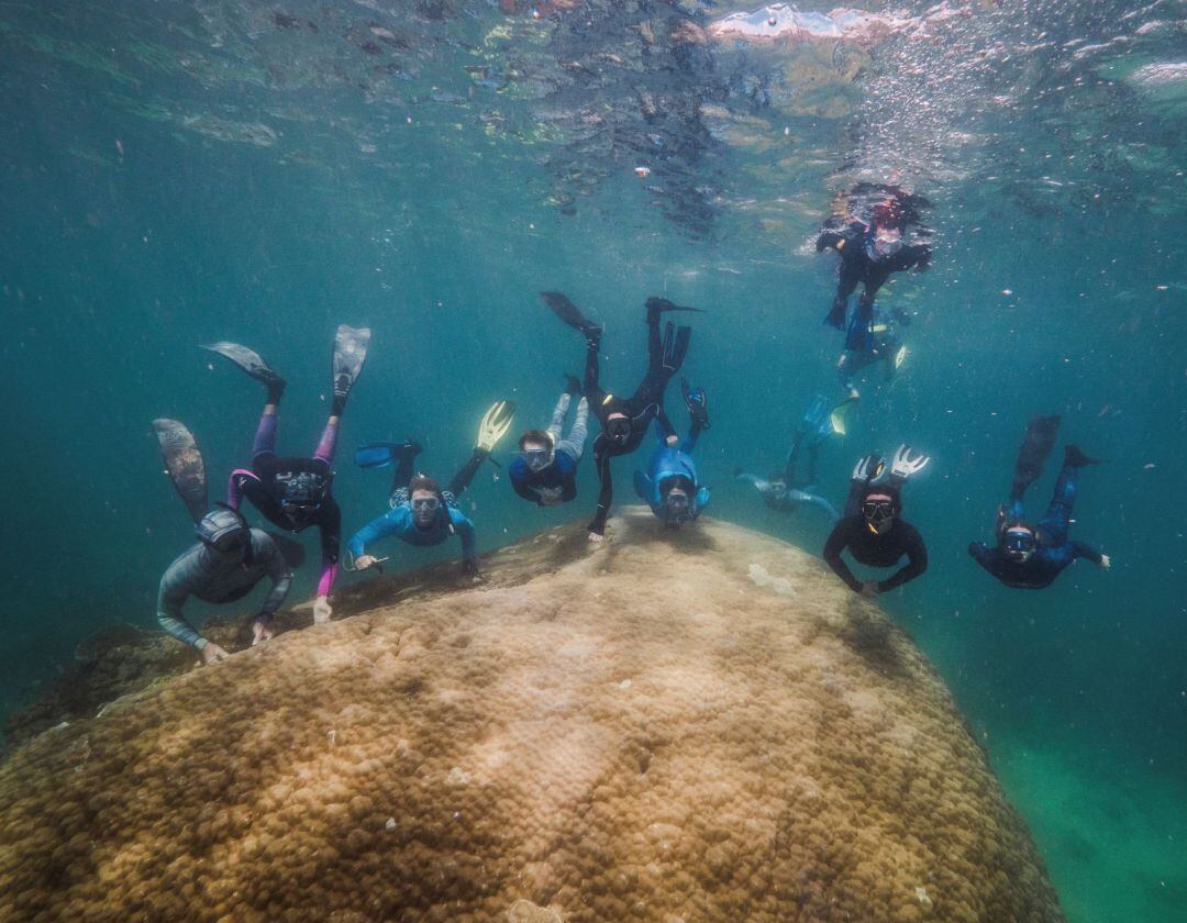 El enorme coral con de una antigüedad de entre 421 y 438 años, en una remota zona de la Gran Barrera de Arrecifes australiana.