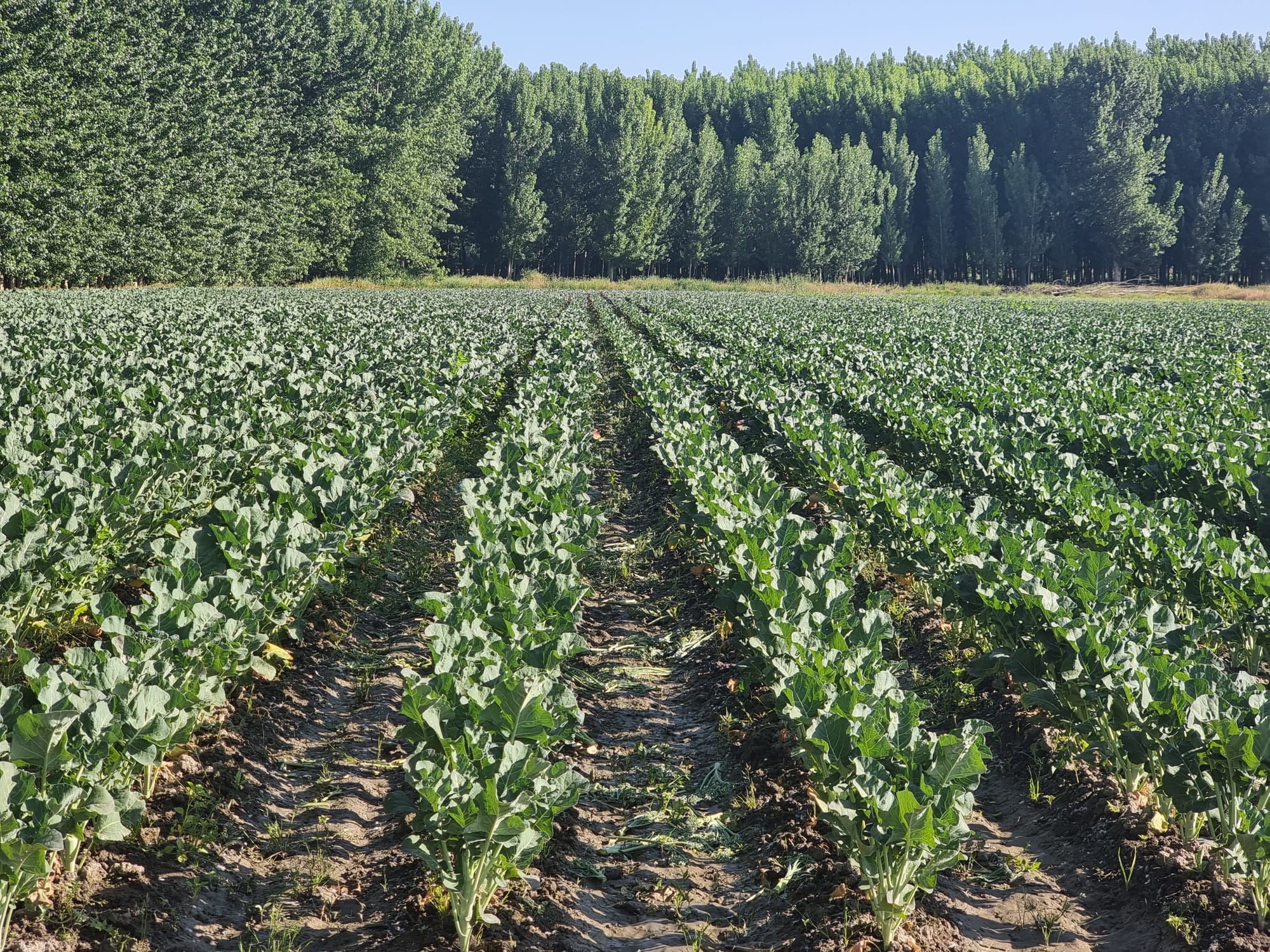 Cultivo de bimi, cruce natural del brócoli y la col china, en la Vega de Granada