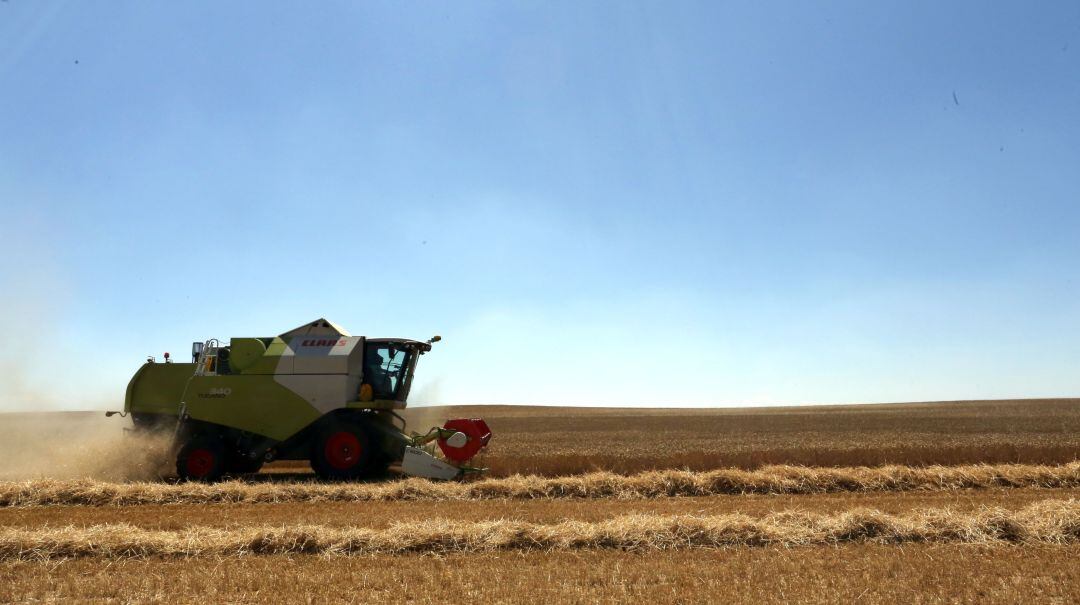 Recogida de cereal en un campo de Valladolid