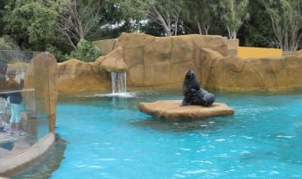 La bahía de los leones marinos de Selwo Marina