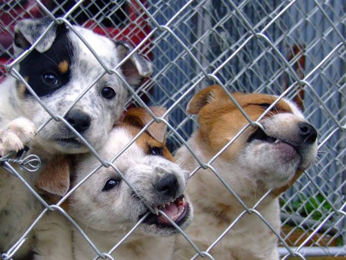 Unas 150 mascotas son abandonados al año en Elche