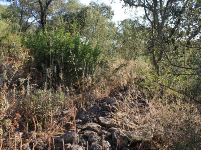 Terreno pedregoso y lleno de maleza por el que se está buscando a Juan José