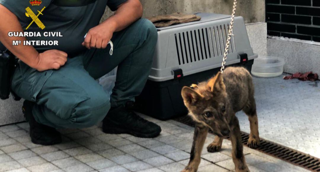 Imagen del lobezno encontrado en Abelgas de Luna que falleció 24 horas después de su rescate