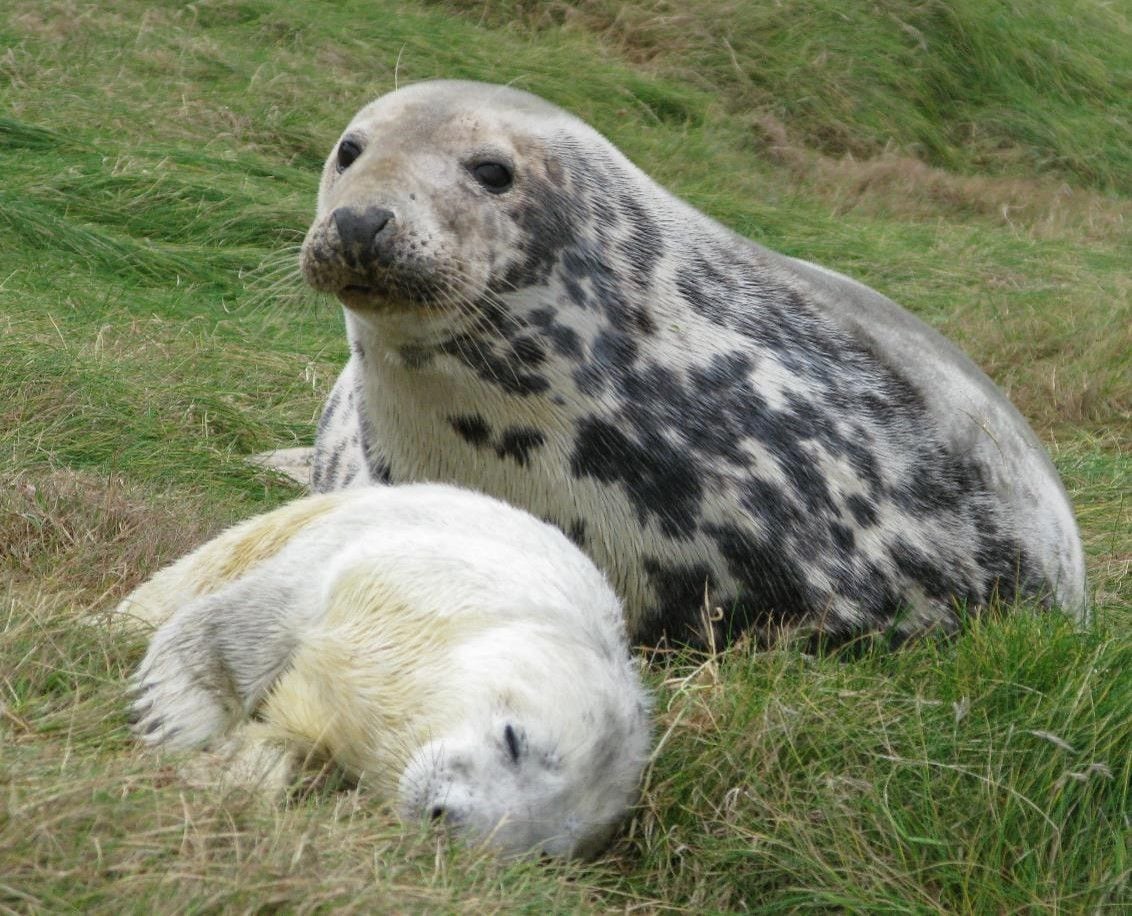 La leche de foca gris atlántica rivaliza en complejidad azucarera con la leche materna humana 
Crédito: P. Pomeroy SMRU