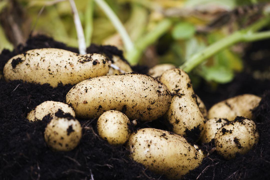 Preocupa la situación de los cultivadores de patatas por el cierre de la hostelería