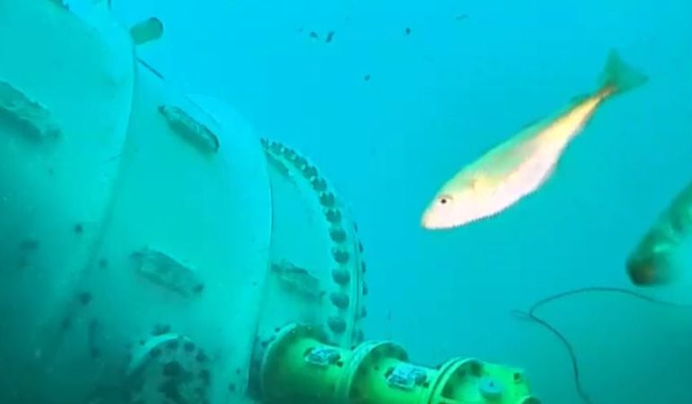 La videocámara muestra el fondo marino en directo.