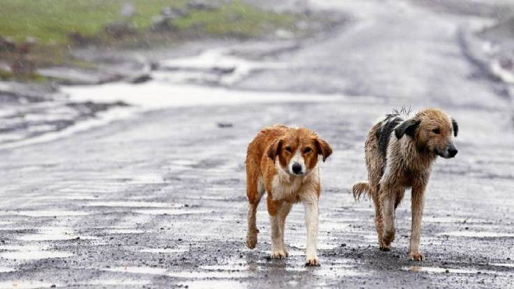 Animales abandonados