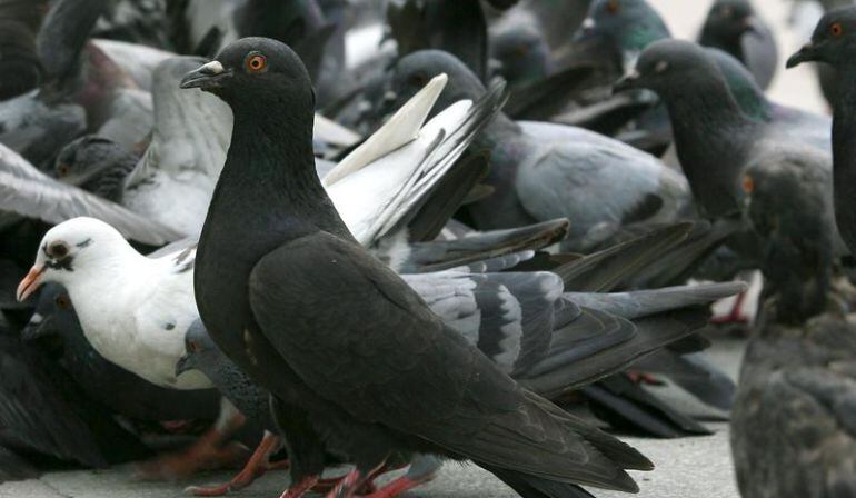 La rápida velocidad reproductora de estas aves provoca un grave perjuicio a las grandes ciudades.