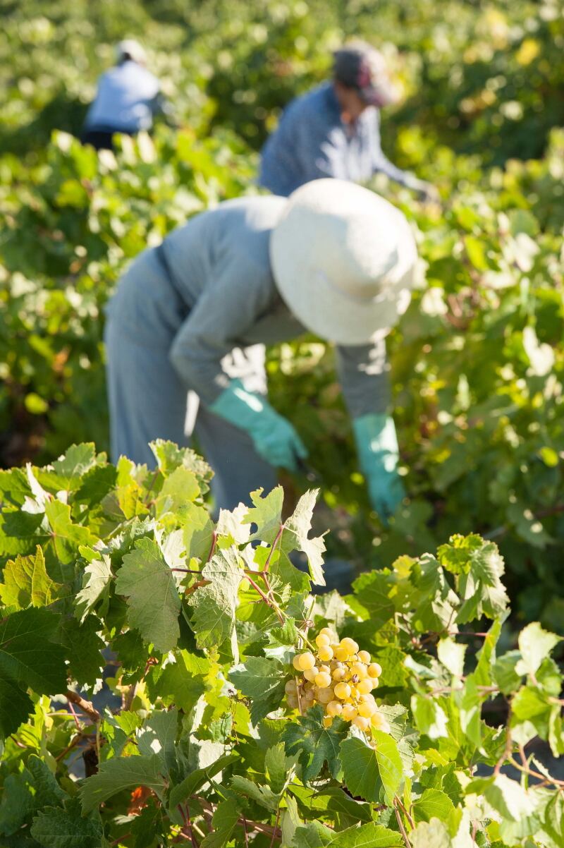 Recogida de la uva durante la Vendimia