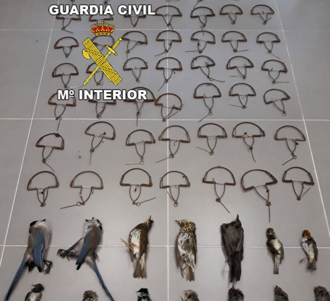 Aves y medios de captura prohibidos que han sido incautados por la Guardia Civil.