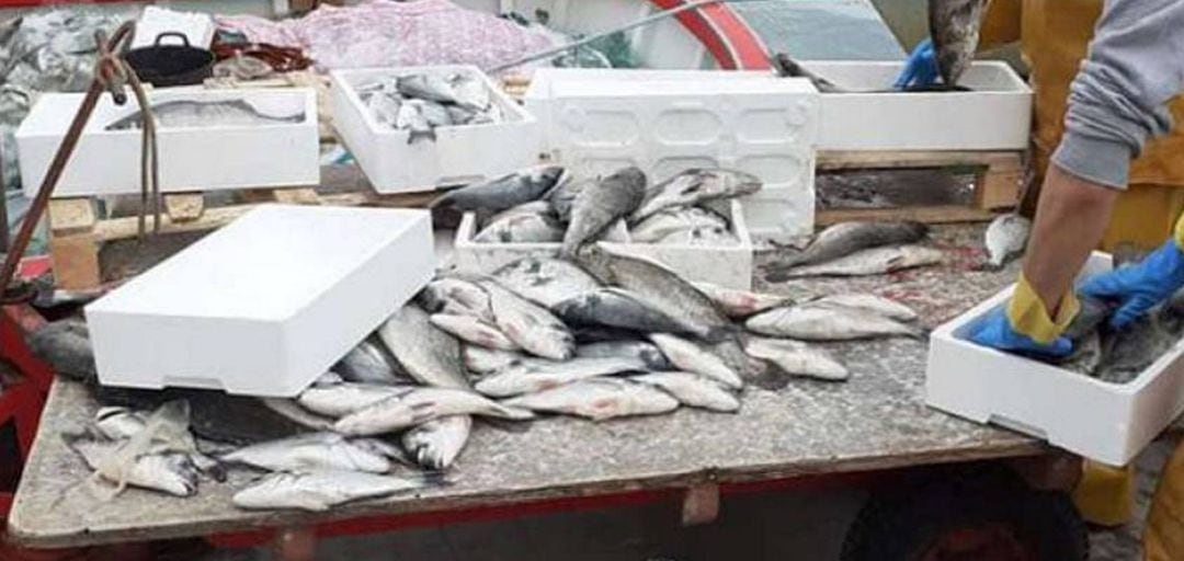 Captura cofradía de pescadores del Grau 