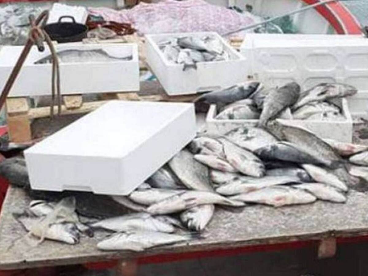 Los pescadores del Grau tiran a la basura 3.000 kg de pescado al no quererlos nadie