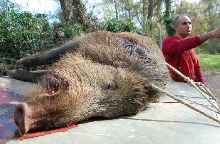 Un senglar caçat. Imatge d'arxiu.