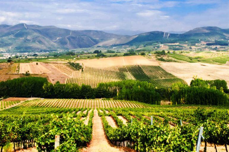 La producción de Manzana Reineta se reducirá en un 25% y en un 15% la Pera Conferencia