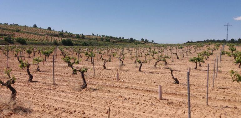 Viñedo afectado por la marchitez fisiológica en Minglanilla