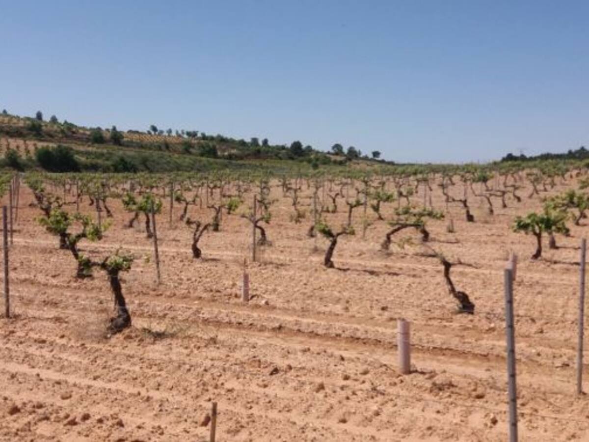 Miles de hectáreas de uva bobal de la Manchuela, dañadas por la marchitez fisiológica