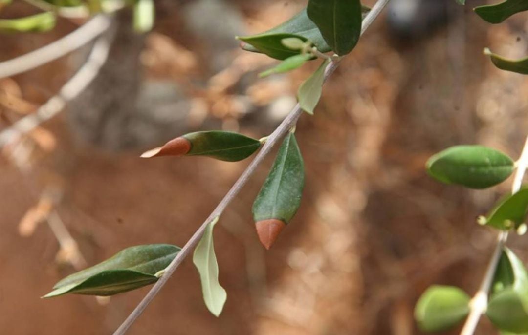 Xylella