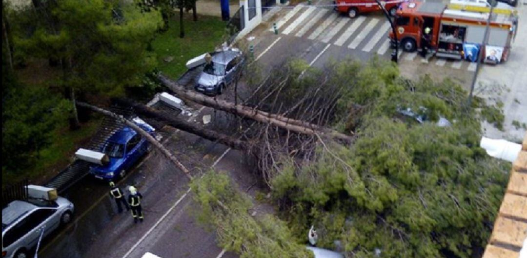 Imagen de uno de los árboles caídos en la Avenida de los toreros