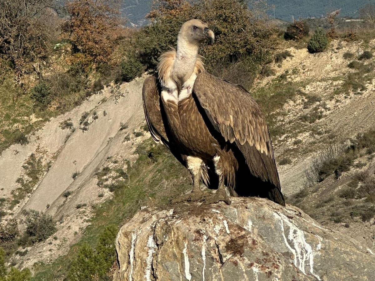 El acuerdo de Custodia del Territorio entre la FCQ y el Ayuntamiento de Aínsa-Sobrarbe cumple diez años de prolífica actividad