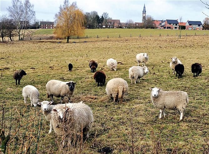 Las zonas más aefectadas son Norfolk, Suffolk, East Sussex y Kent (GETTY)