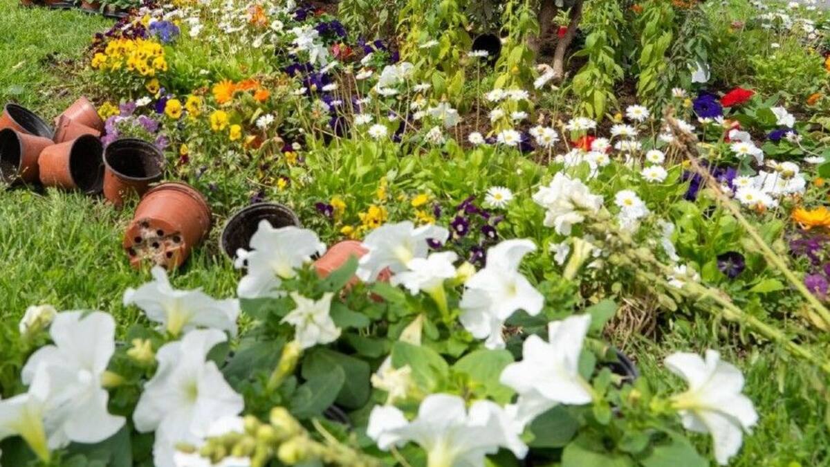 Torrelavega reducirá la frecuencia de las siegas en áreas poco transitadas para permitir que las plantas florezcan y atraigan mariposas e insectos polinizadores, aumentando la biodiversidad