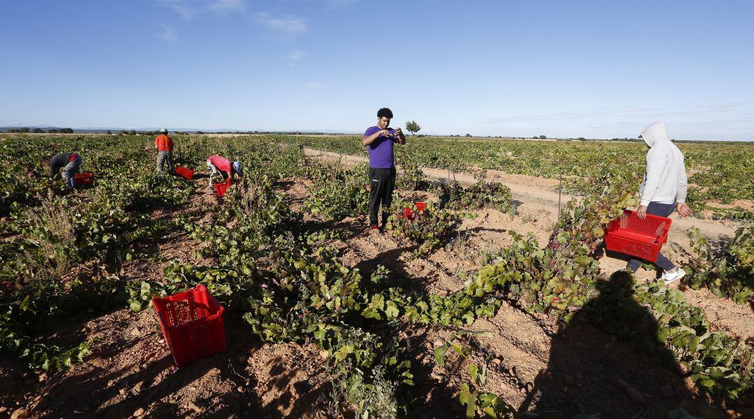 UPA anuncia la creación de una bolsa de empleo en el sector agrario