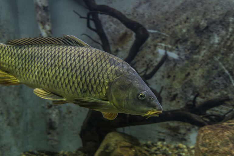 La carpa común es una de las especies que entran dentro del catálogo de especies protegidas