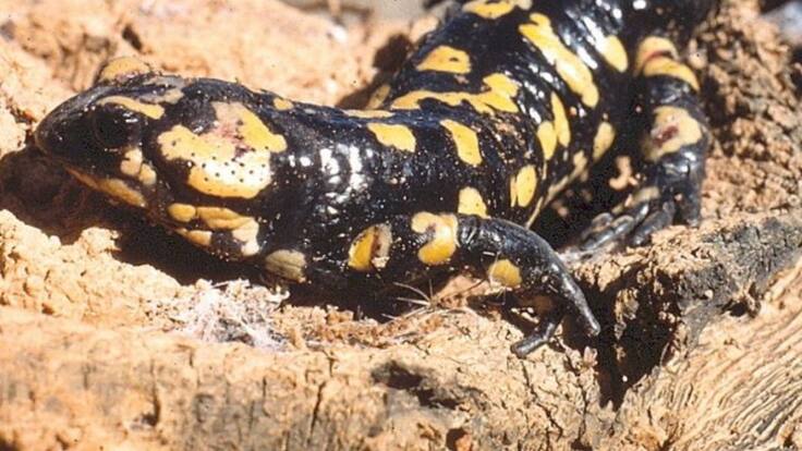 Extremadura en la Historia (18/03/2019)