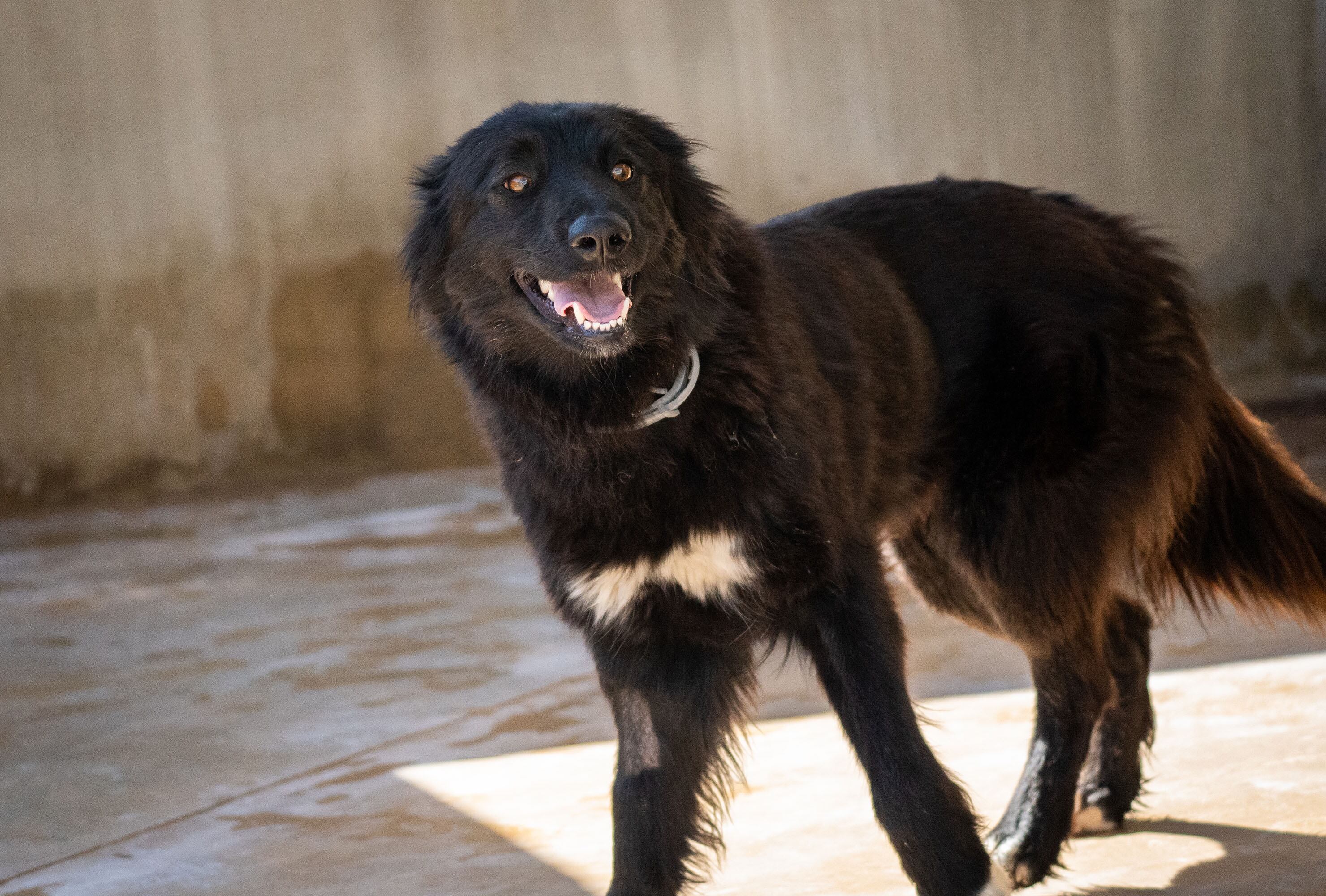 ÁFRICA - uno de los protagonistas del 24 desfile solidario de perros en busca de un hogar organizado por la Fundación BIOPARC y la protectora AUPA