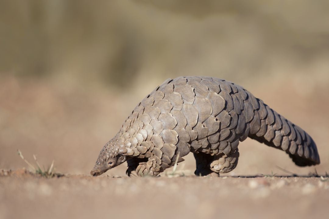 Los pangolines se alimentan de hormigas y otros insectos.